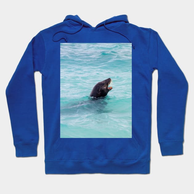 Sea Lion Swimming in Crystal Clear Blue Water Hoodie by SafariByMarisa